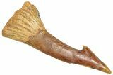 Bargain, Fossil Sawfish (Onchopristis) Rostral Barb - Morocco #366673-1